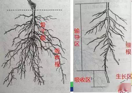 微生物菌剂生根原理_作物_土壤_根系