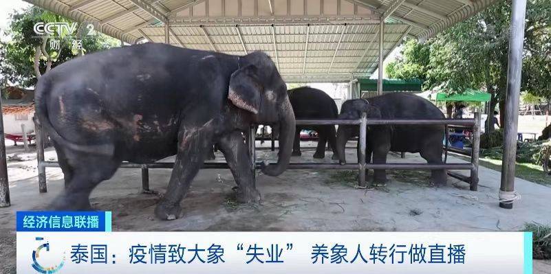 太难了！新冠疫情冲击泰国旅游业，大象也“失业”