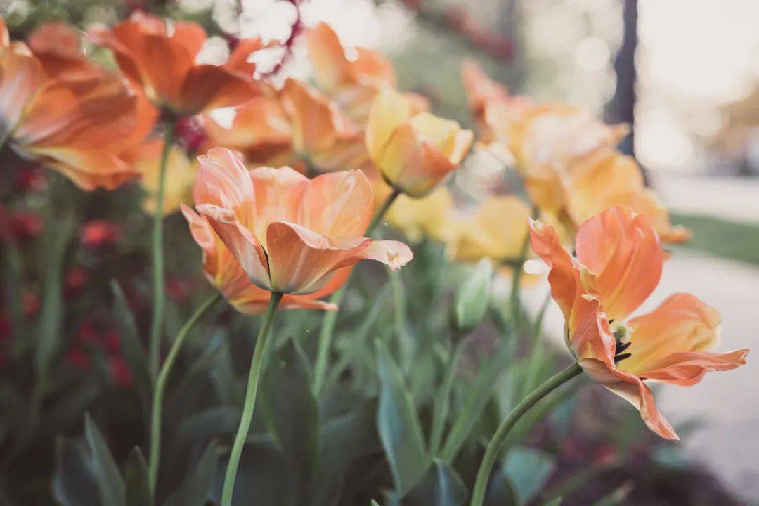 2022年半年报显示：空调市场格力再次输给美的-家电圈官网