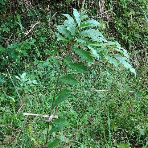 客家人煲汤最常用的20种药根，你都认识吗?_功效_白花蛇_味道