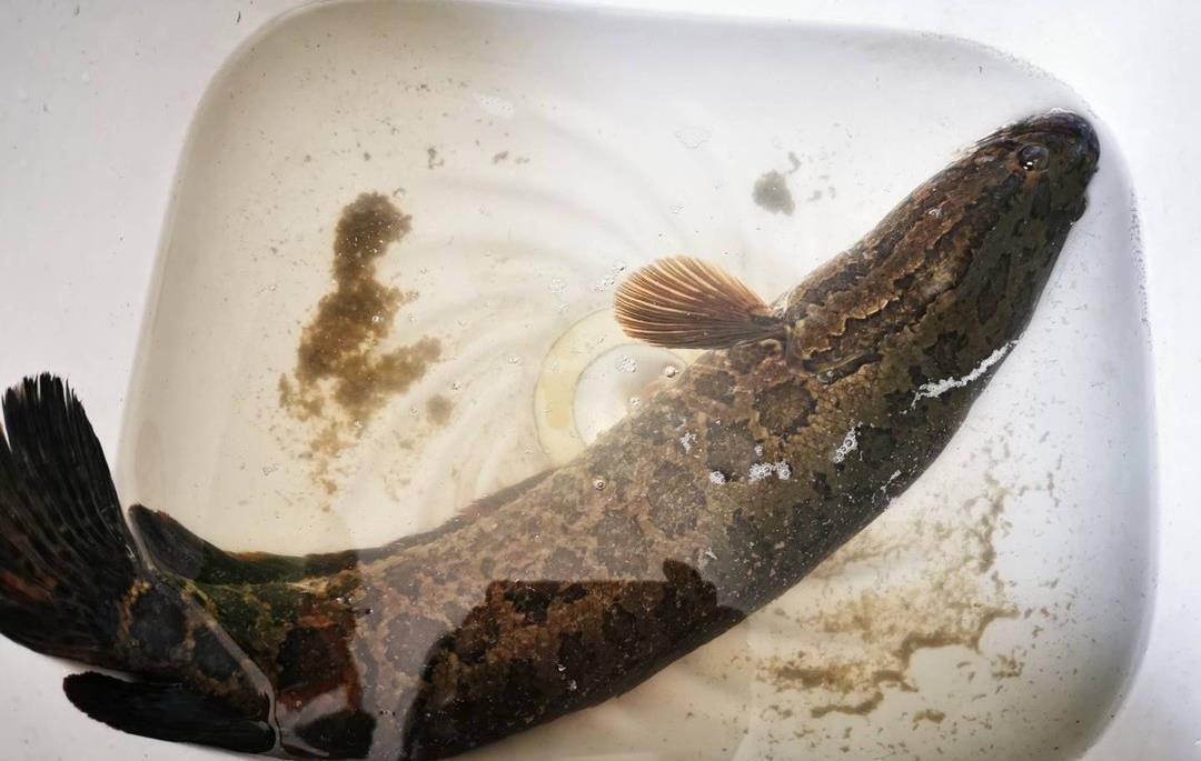 在我们这些地方,常见的就是淡水鱼了,比如草鱼,鲫鱼,黑鱼等等,这些鱼