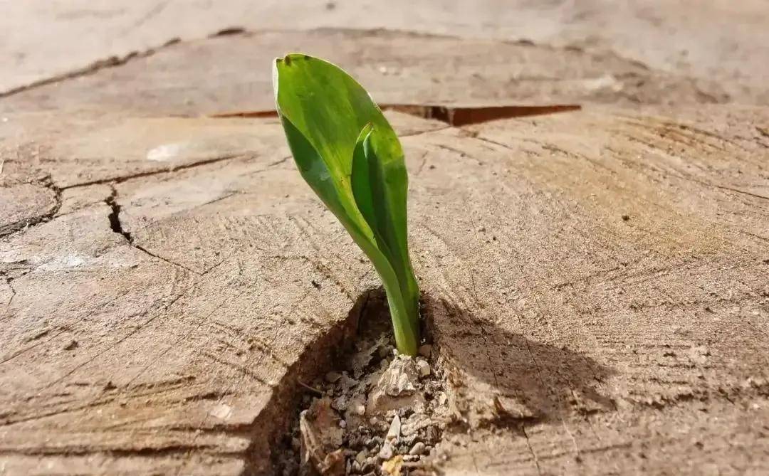 面对逆境你如何选择?_父母_孩子_小男孩