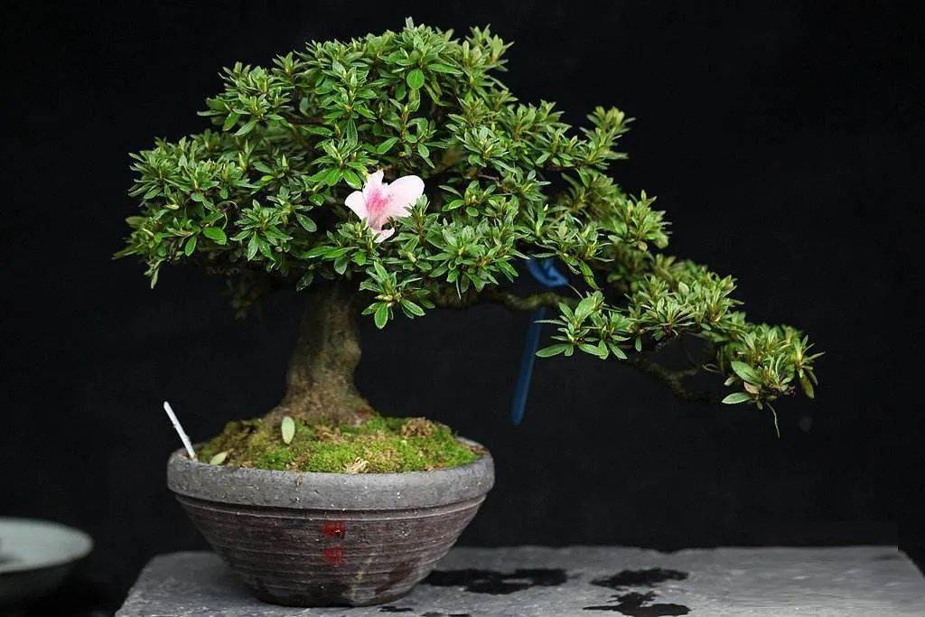 台友_开花_光照