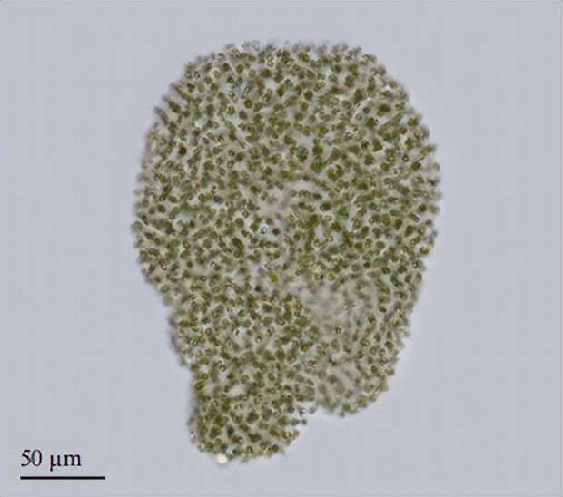色球藻结构图图片