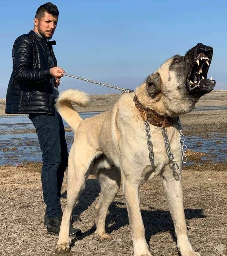 加纳利犬加纳利犬和比特犬都属于那种身体很强壮的狗,两者外表有点