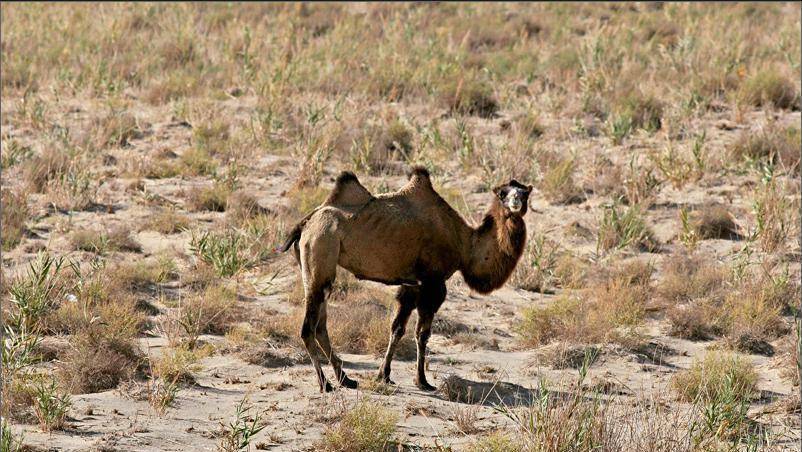沙漠中死亡的骆驼不能碰，到底是事实还是夸大？骆驼能有啥危险？