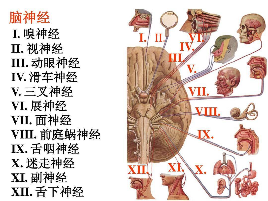 神经感觉平面图图片