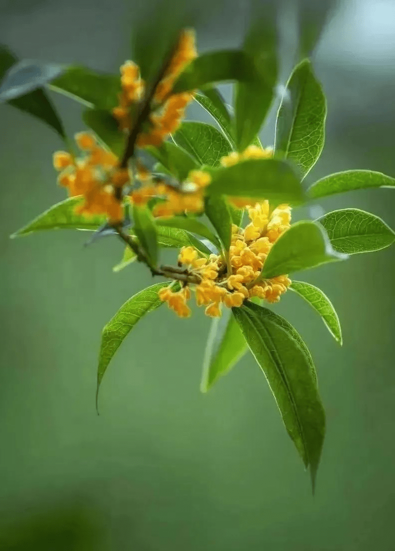 桂花：何须浅碧轻红色，自是花中第一流_花瓣_枝头_清新