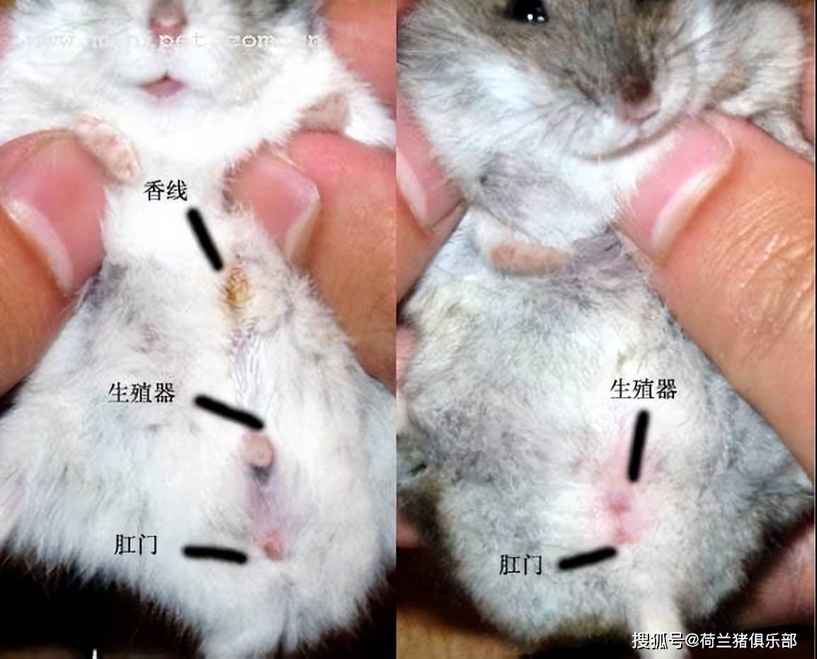 仓鼠怎么分辨公母?_成年_乳头_生殖器