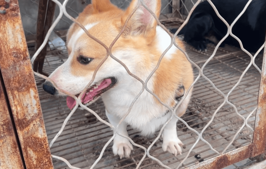 360块,漂亮柯基上了狗肉车,看着车里凶狠的狗狗,狗主:太厉害了,怕它