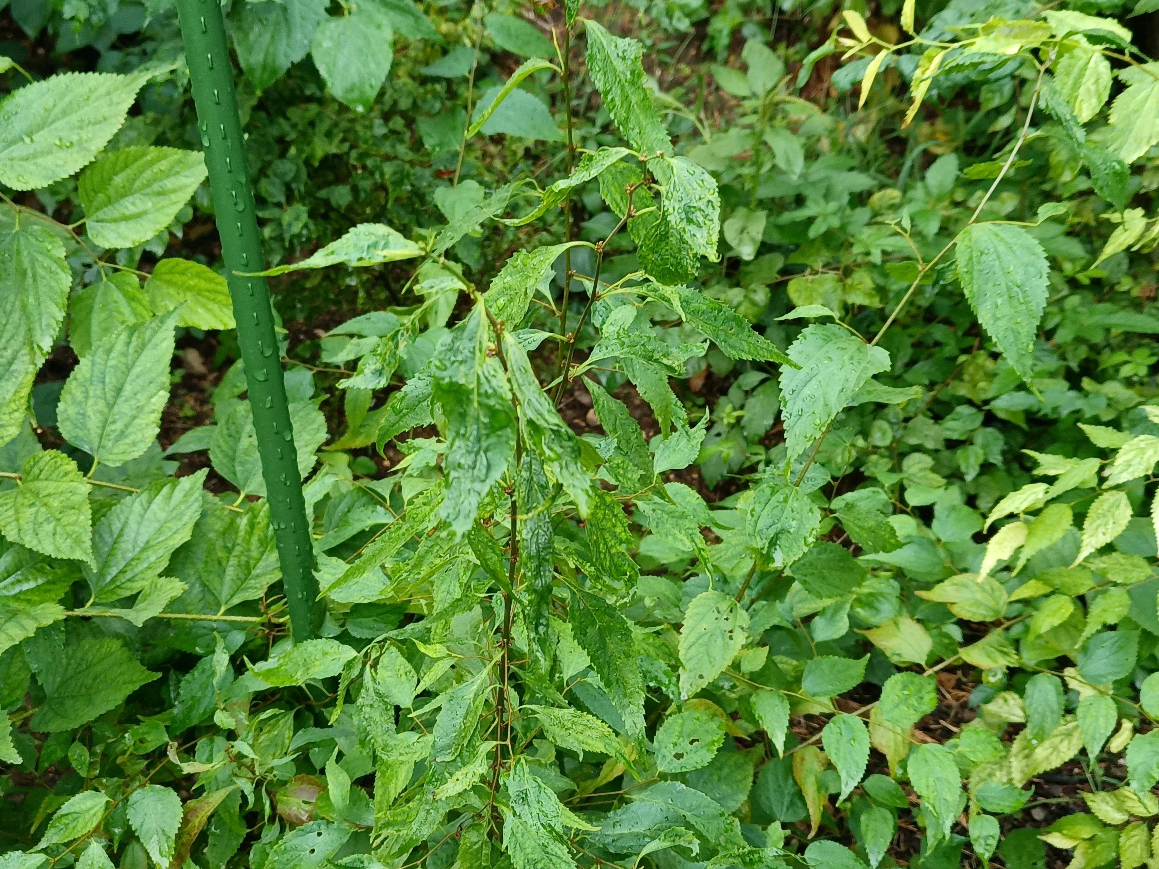 朴树与青檀树照片区别图片