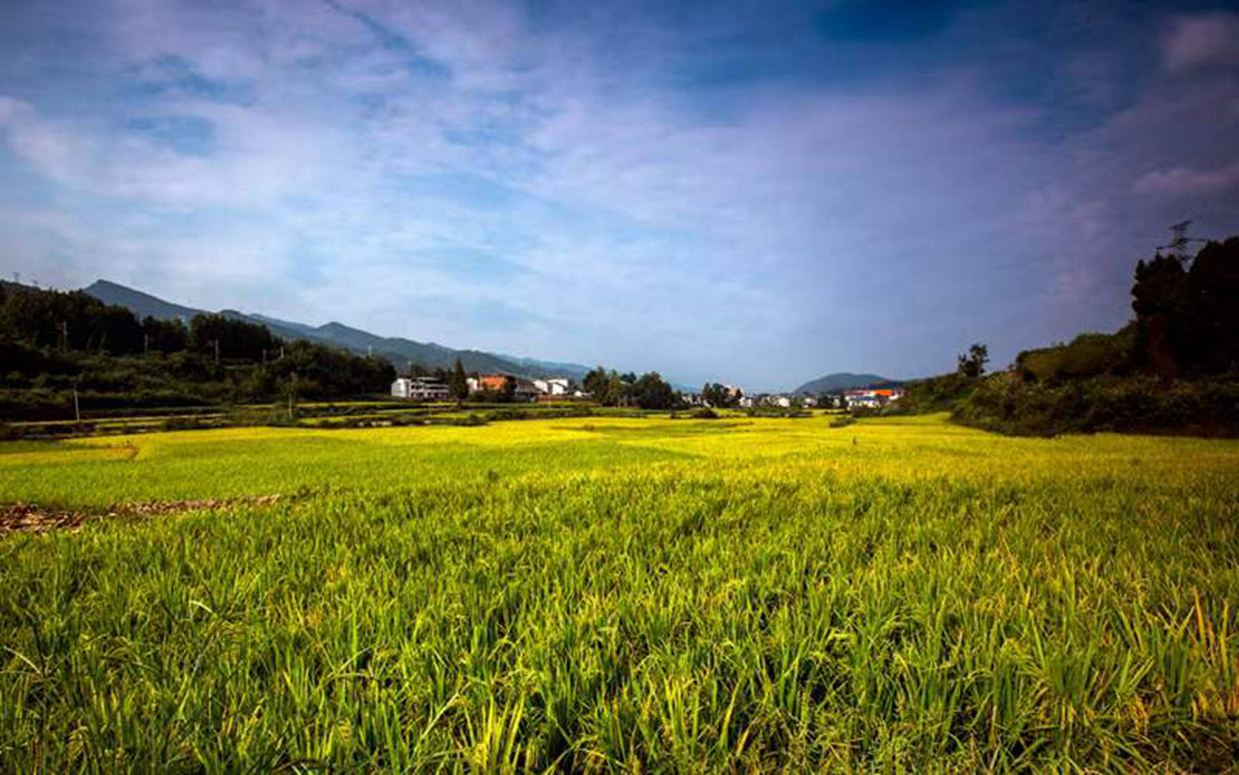 风吹稻浪好风光,看秋天的广元田间地头金黄遍野!_稻田_生活_旅游