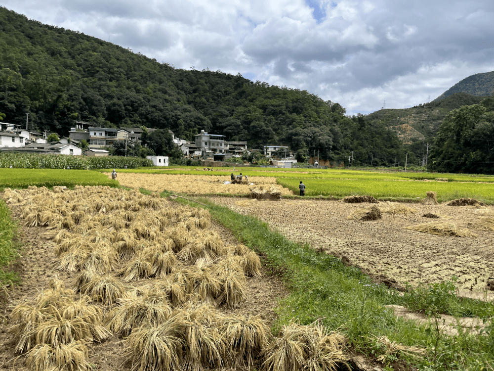 满田尽披"黄金甲" 禄劝翠华镇致富有"稻"_种植_岩村_红石