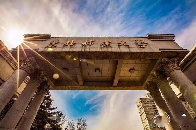 2023年东北林业大学研究生院录取分数线_东北林业大学各省录取分数线_东北林业2021年录取分数线