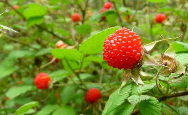 10大农村野果子,吃过3种的已实属难得_味道_野葡萄_果实