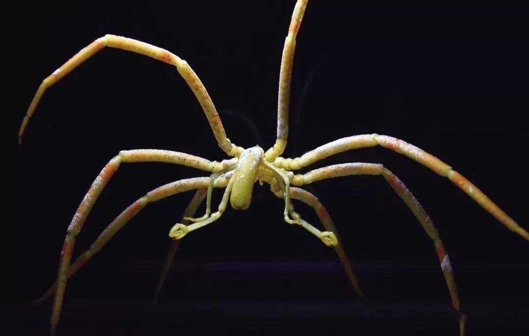 慢吞吞的海蜘蛛_移动_蝴蝶_猎物