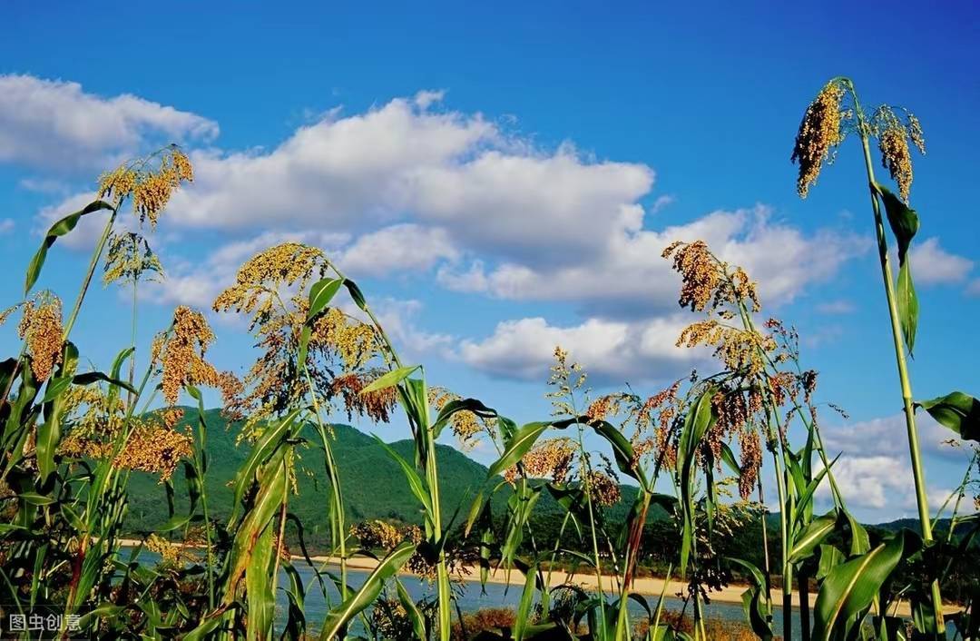 红缨子高粱_农疆_翦晓风_英雄