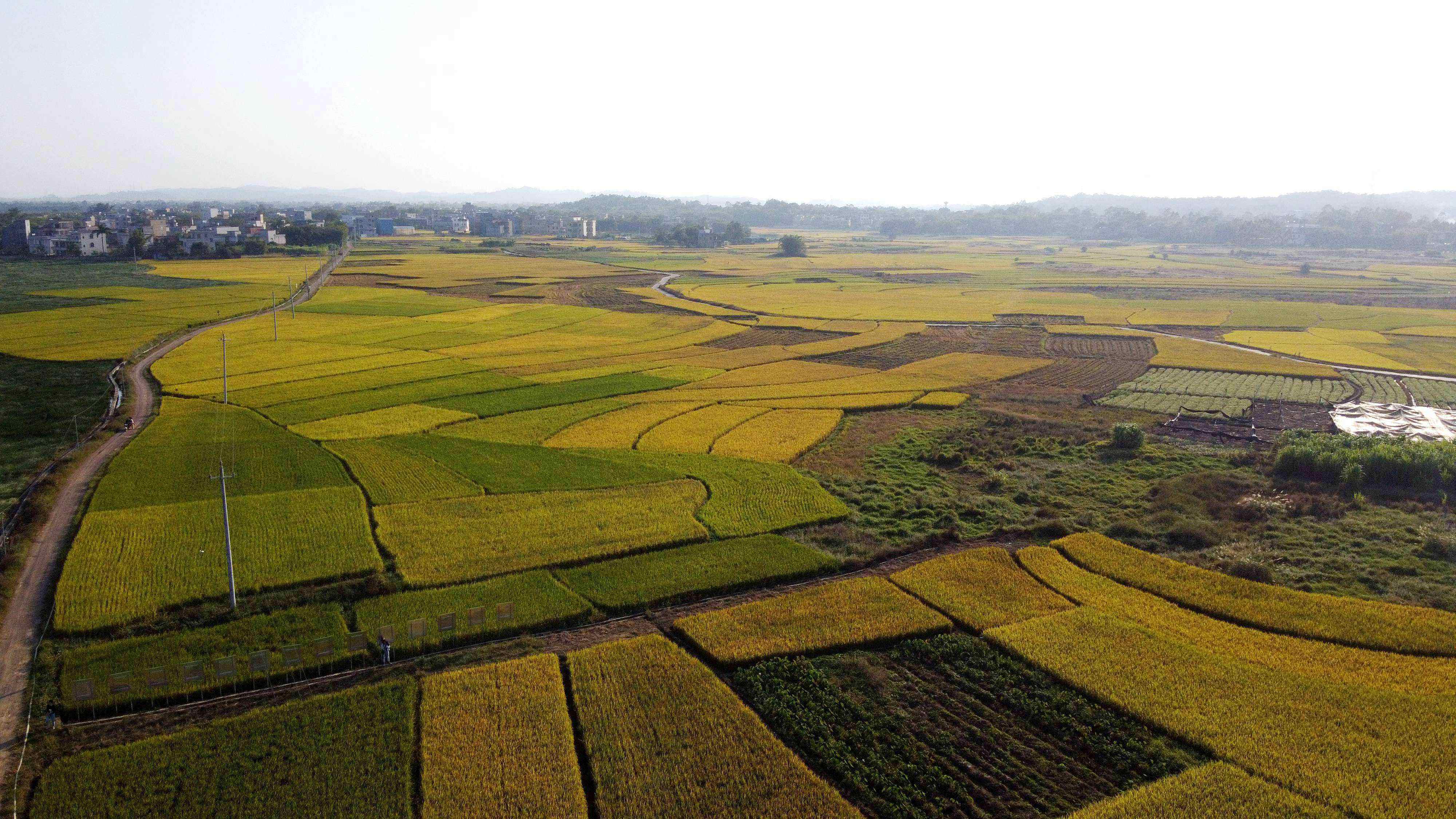 6亿元,贵港桂平市要打造"桂平细粒香米"全产业链_大米_品牌_广西