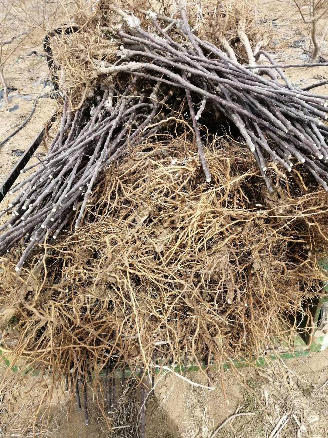 晚熟明月苹果树苗品种介绍 2年生明月苹果树苗报价_水蜜桃_果形_泰安