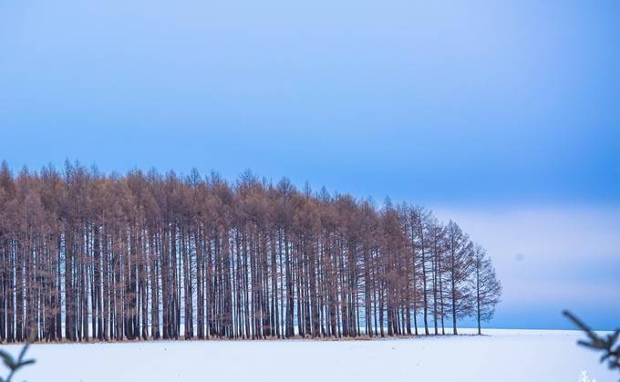 内蒙古冬季游，这里的白桦林成为了“林海雪原”，深受自驾者喜爱