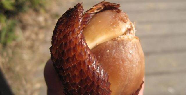 蛇皮果果实外壳就和蛇皮差不多的样子,也是果如其名,不过果实的里面