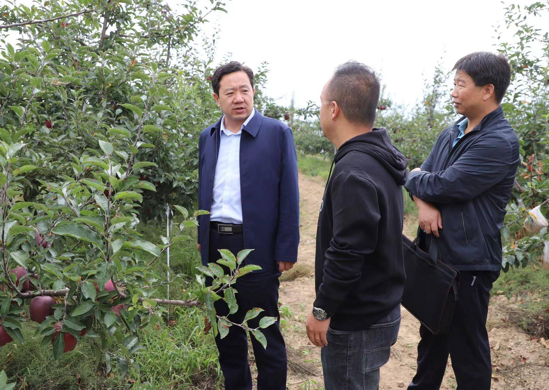 王志成调研武山县果品产业发展情况