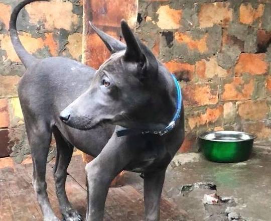 10,箭毛猎犬箭毛猎犬是湖北黄石等地的一种原生犬种,又称西狗,属中型