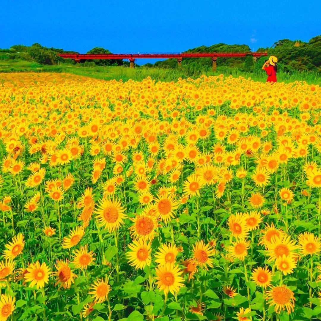 花样大地，花季浪漫_fuhua_Photo_com