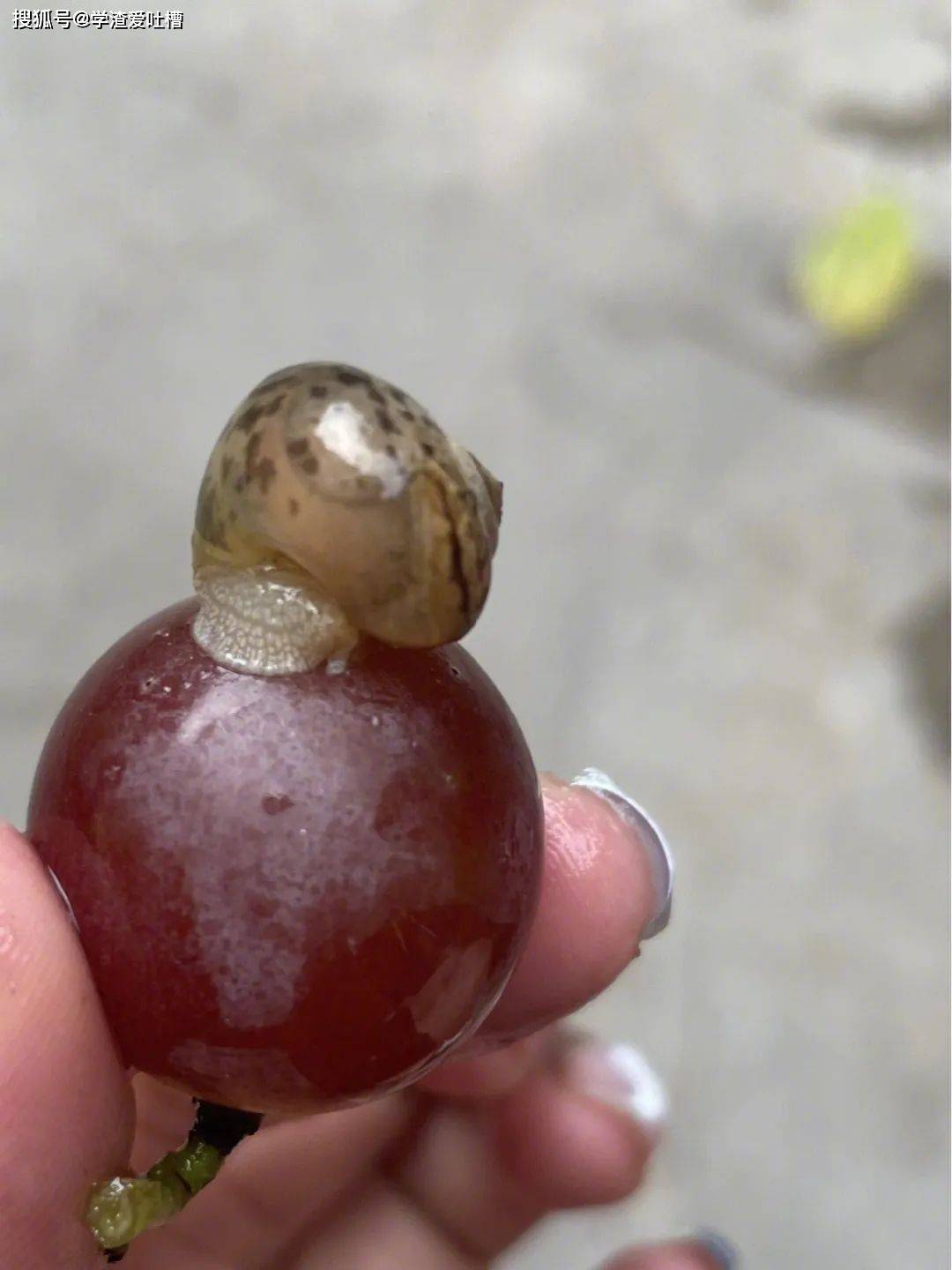 没毛病洗葡萄又不是洗蜗牛