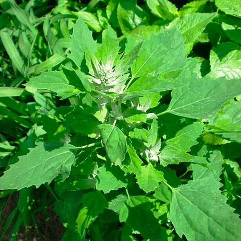 矮豚草图片过敏花粉图片