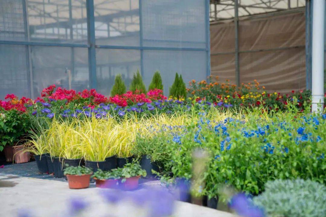 海宁人,免费报名!最后10个名额!好玩好看还能抽奖…_花卉_花园_养护