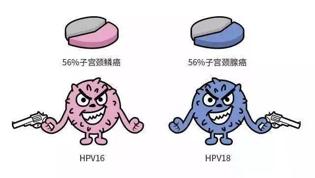 感染hpv的途徑有哪些?如何預防hpv感染?_病毒_遺傳物質_黏膜