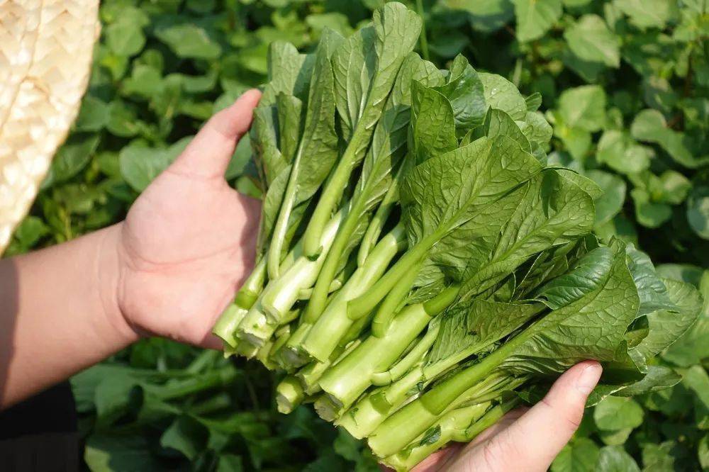 桂蒙山耕 2022年秋季供大湾区第一批菜心开始采收_种植_夏村_工人