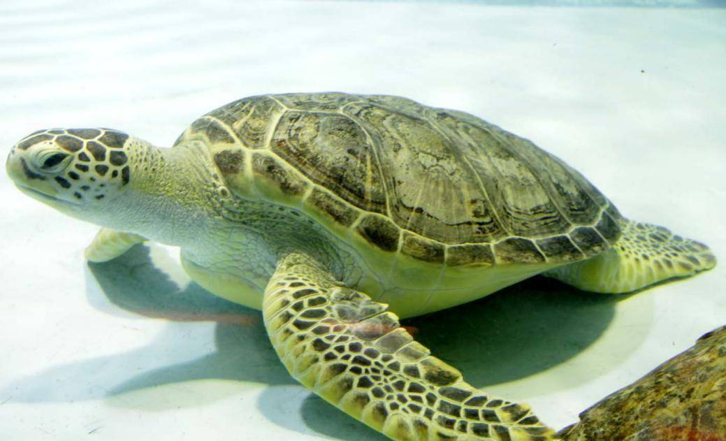 “王八”和“乌龟”是一样的么?区别很大,终于知道它们的区别了_生活_肉质_千年