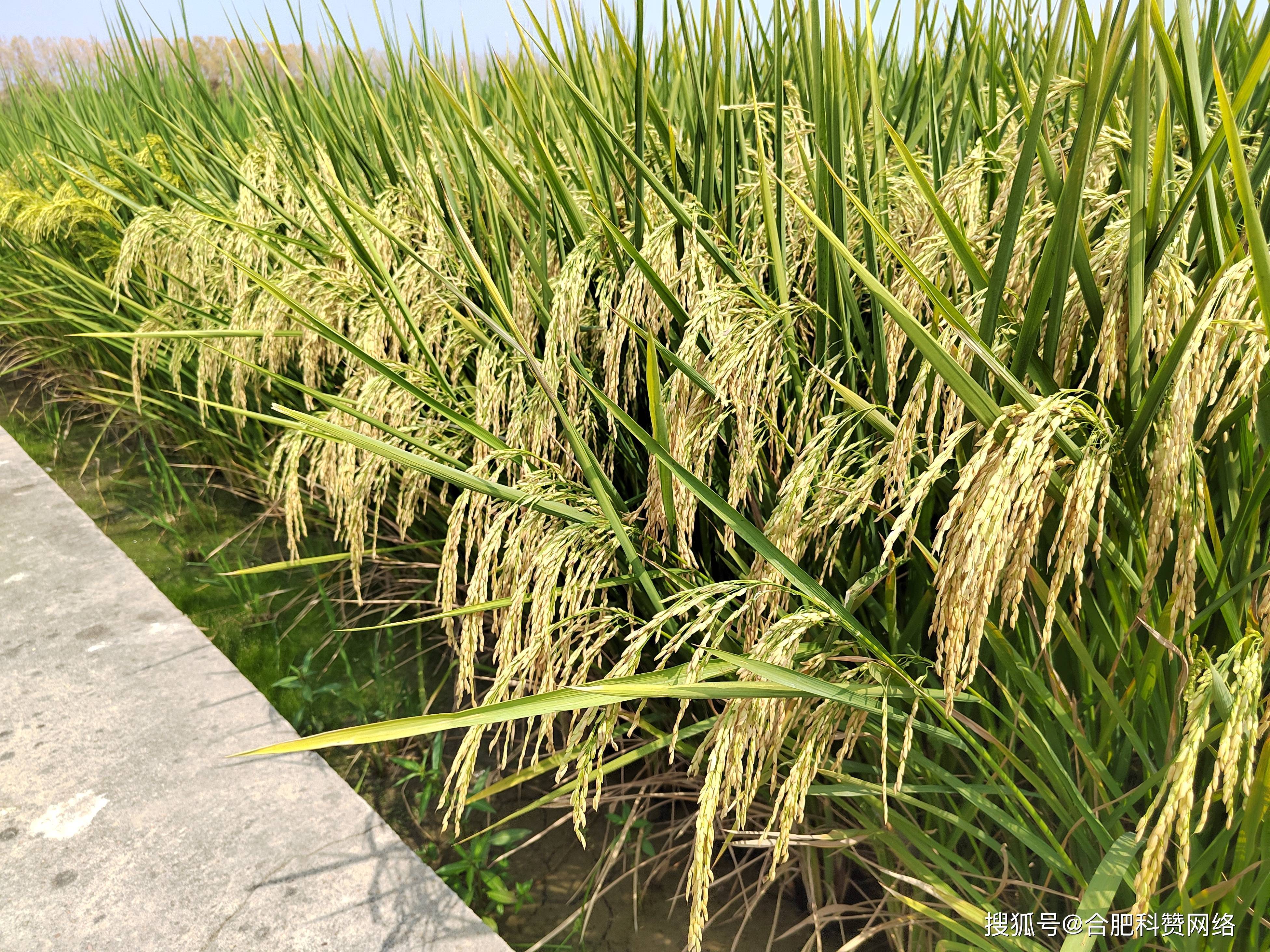 军育11号水稻品种图片