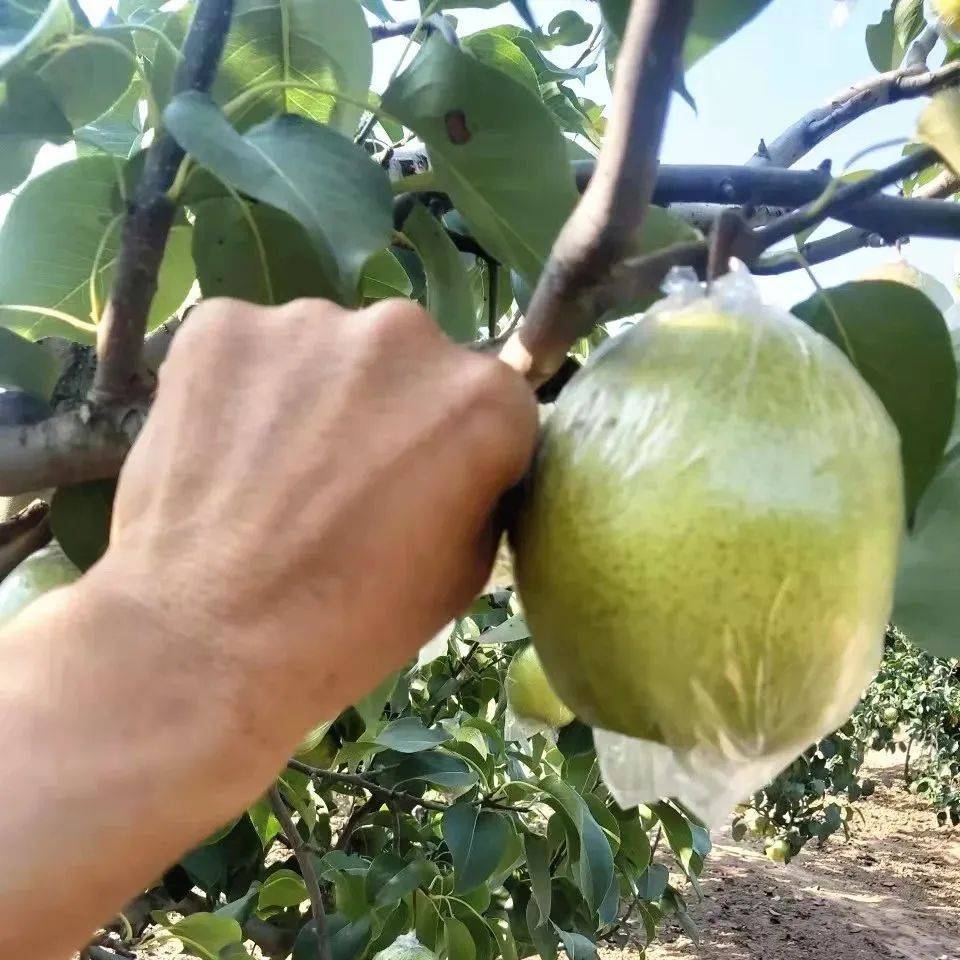 终于等到了!廊坊这个古树梨园迎来大丰收!采摘,走起!_梨树_种植_大哥
