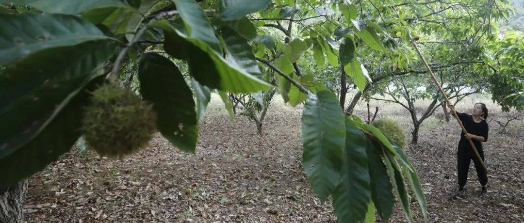 走！去淮南八公山打板栗！_农户_颗颗_果子