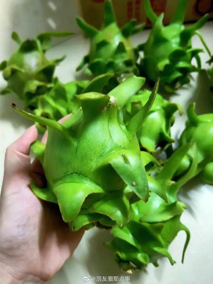还是头次见绿色火龙果,这也太绿了_火龙果_绿色
