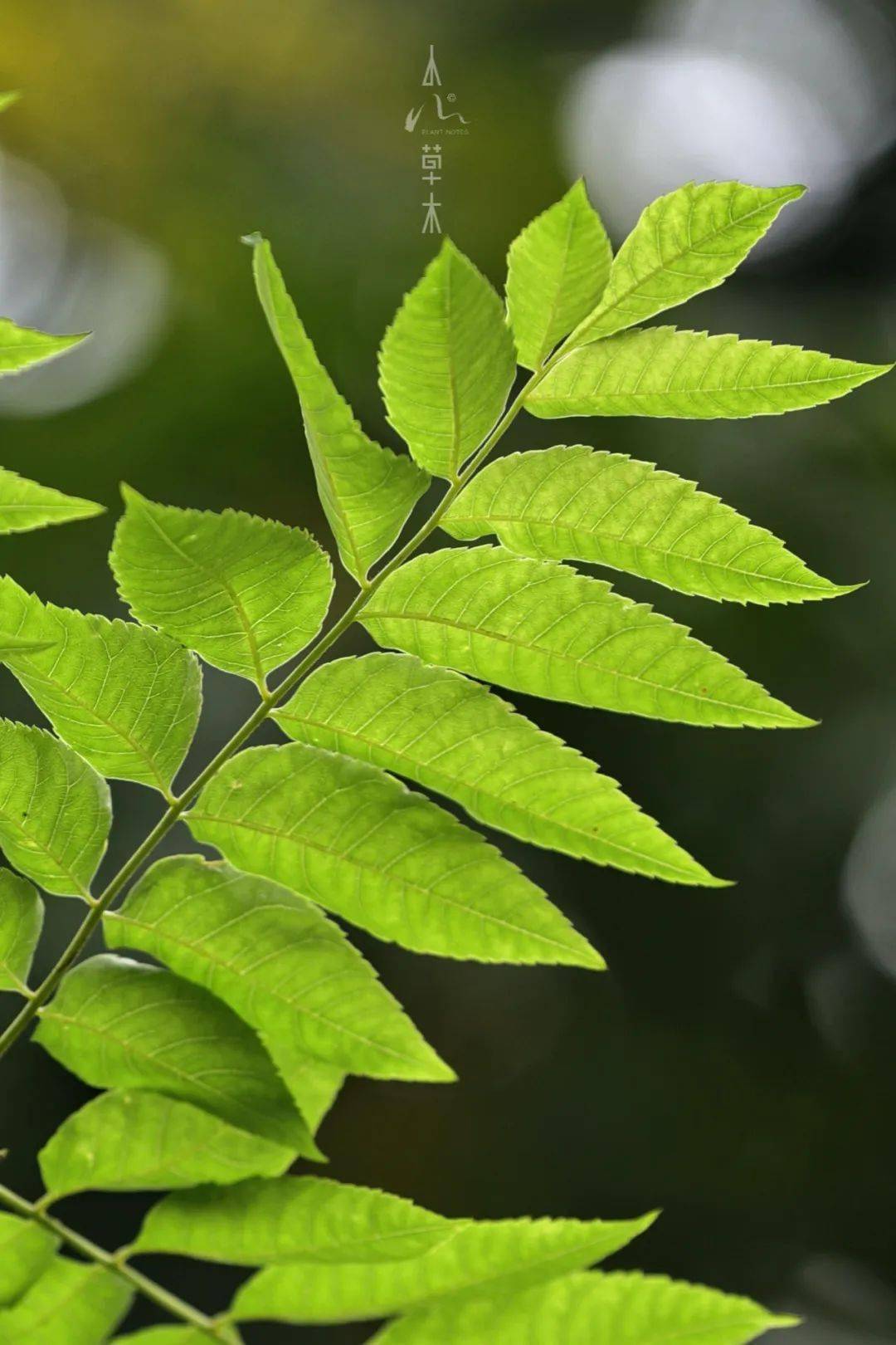 准确的说,是指复羽叶栾树或者其变种全缘叶栾树(俗称黄山栾树),江南