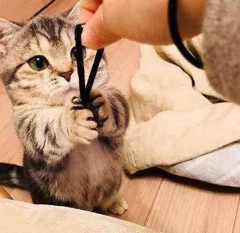 小姐姐半夜出门吃苕皮,碰见了只流浪猫,看清后:行走的人民币呀_豹猫
