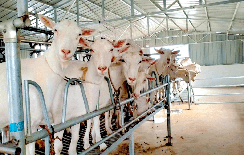 咸阳:"畜"势待发助推乡村产业振兴_奶山羊_养殖户_翁展航