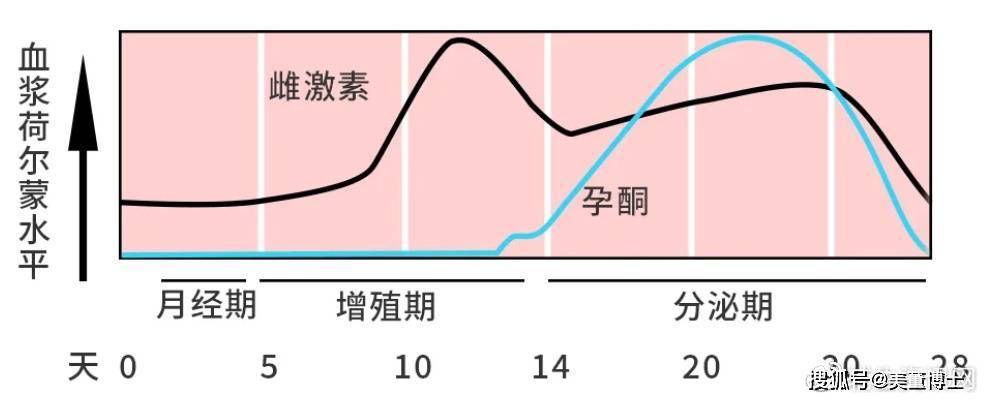 性激素曲线图片