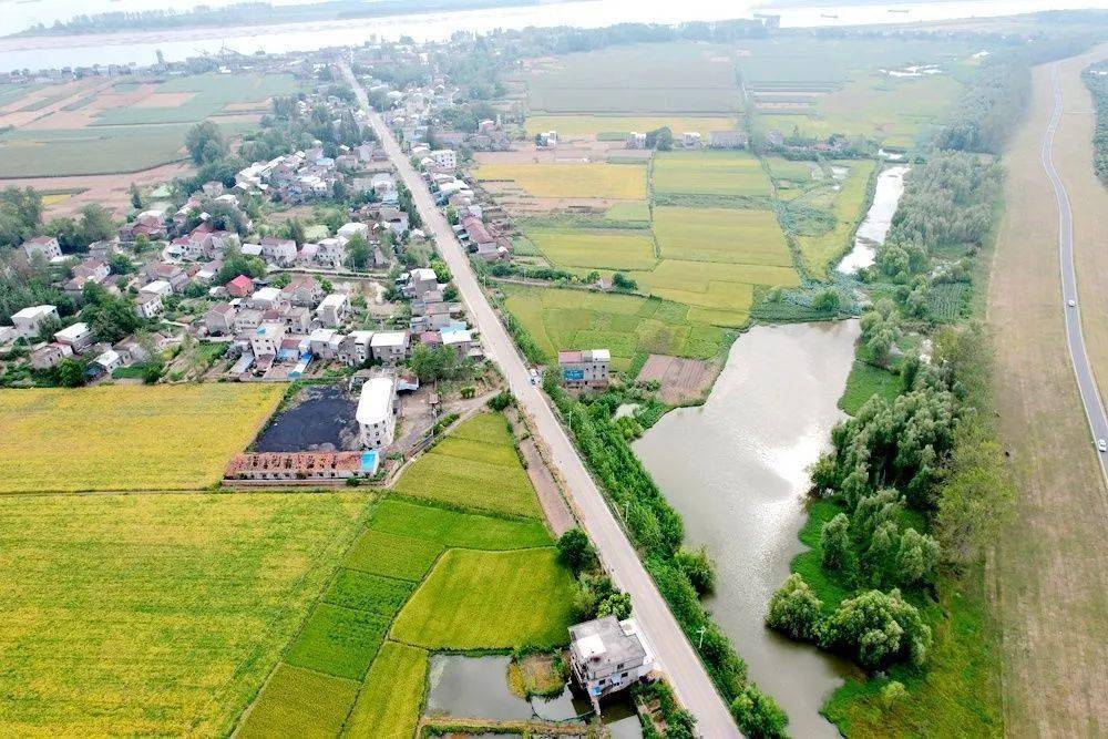 当前,安徽省望江县华阳镇磨盘村,2800亩的中稻正进入灌浆期.