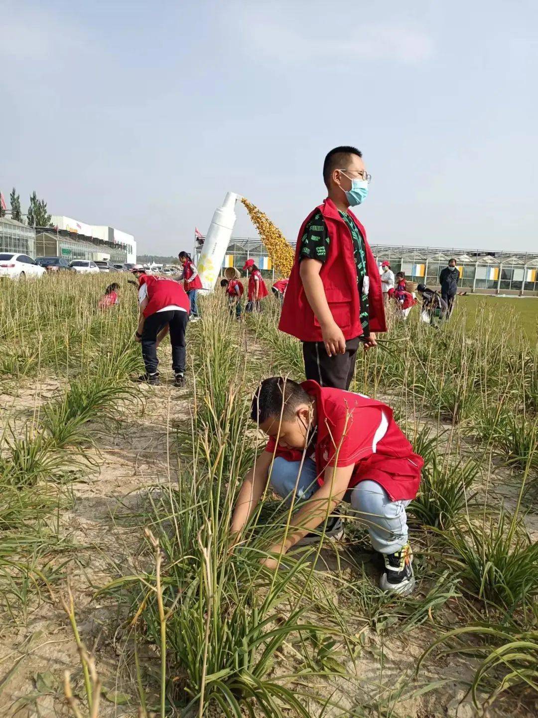 活动图集|"小小农夫"忘忧农场欢乐多!_大同_秋收季节_风景线