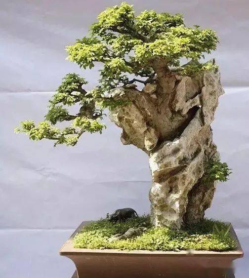 石头上也能栽盆景,告诉你不一样的"附石型"盆景制作秘笈!