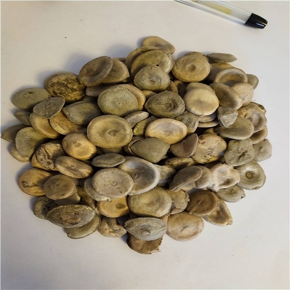 这些顽固疾病可用马钱子治!一旦中毒这样自救_治疗_医生_中药