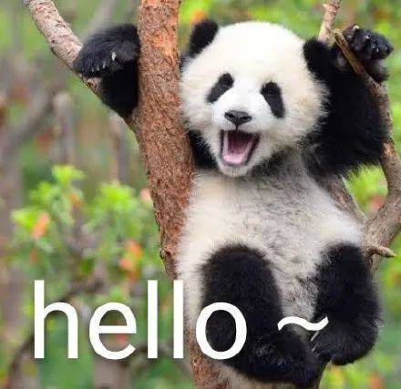 8克!秦岭大熊猫安安喜提幼仔_繁育_陕西省_申东昕