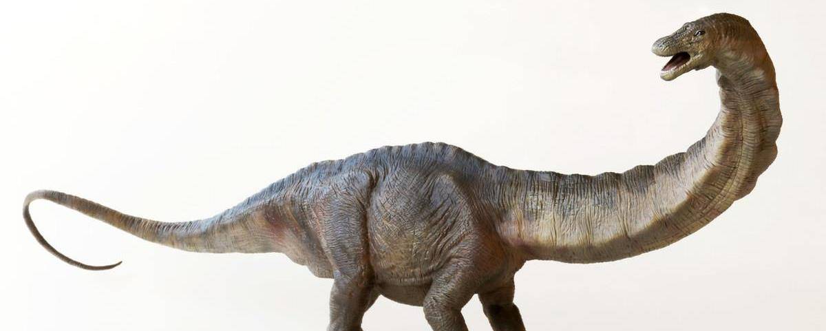 中生代的食草恐龙巨怪:侏罗纪时代的霸主统治者_蜥脚类_四肢_头骨