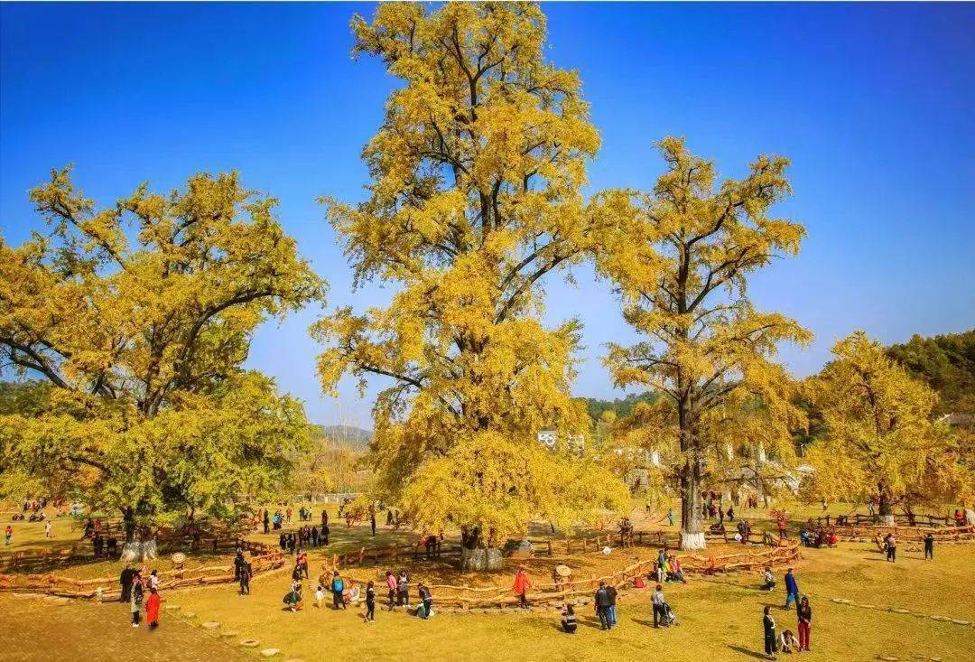 千年银杏谷景区将于10月初恢复开园