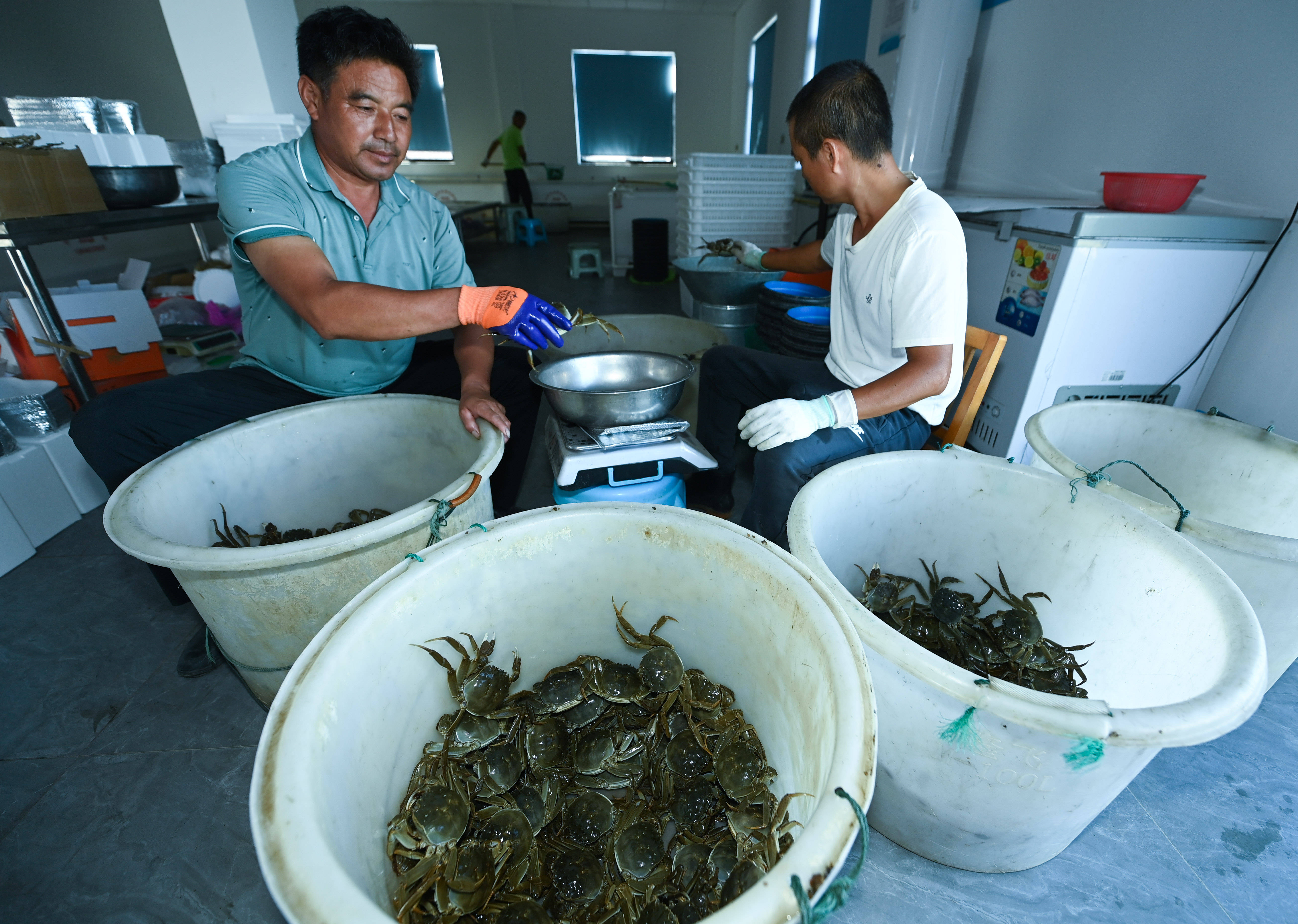 浙江湖州:水上牧场千亩蟹田迎丰收